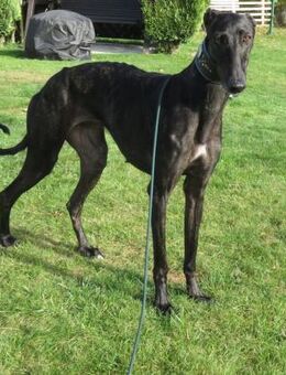 Zarte Galga sucht liebevolles Zuhause - Berlin