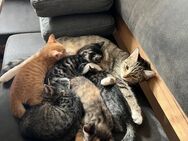 Kitten suchen ein neues Zuhause - Düsseldorf