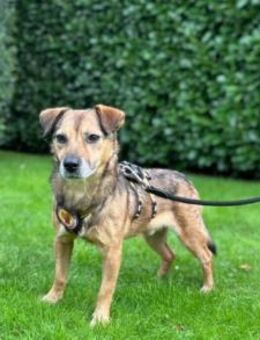 Finn - fröhlich und energiegeladen - München