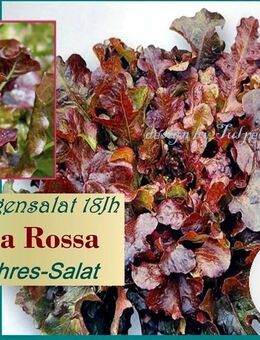 ♥ Schlangensalat Biscia Rossa rot Batavia Salat Samen,18 Jh Tulpenstolz,Ganzjahresalat,Wintersalat,alte Sorte, samenfest,Gemüse Garten.,Saatgut - Hamburg