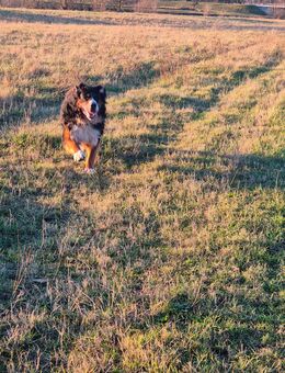 Berner-Leonberger-Mix Welpen suchen ein schönes Zuhause - Colditz