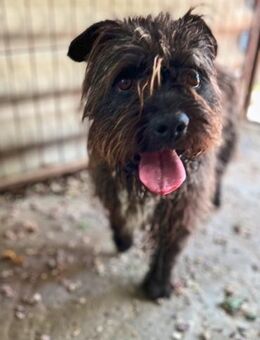 Foxi - geb. 12/2022 - Remagen