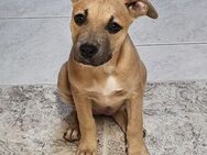 Wunderschöne Amstaff Hündin, sucht schönes Zuhause.! - Stein SG