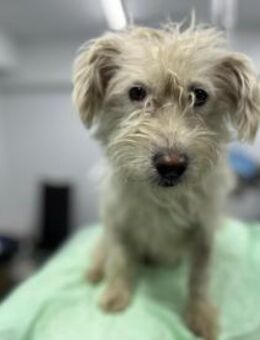 Dolly, zuckersüße Hündin sucht Zuhause - Berlin