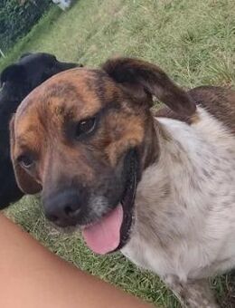 Fico von kettenlos - Bollingstedt