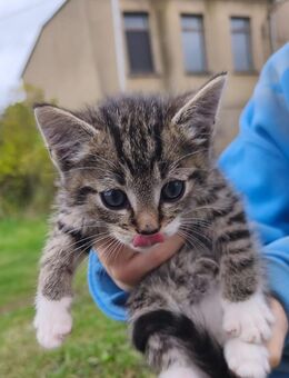 Katzenkinder abzugeben - Geringswalde