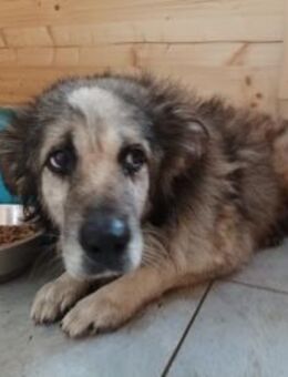 PEPE💜💜💜PATEN GESUCHT - Herxheim (Landau)