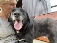 Luca - in Love mit Hund, Katze, Mensch - Idstein