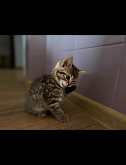 3 Grau Getigerte Katzenbabys - Fürstenwalde (Spree) Zentrum