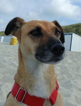 Monita ist so lieb und süß! - Karben