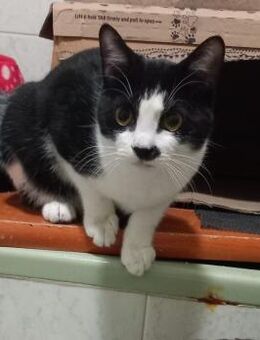 verspielt und anhänglich: Muffy (ALM) - Geisenheim