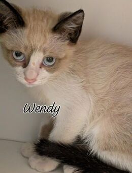 Siam Kitten Wilma & Wendy - Benediktbeuern