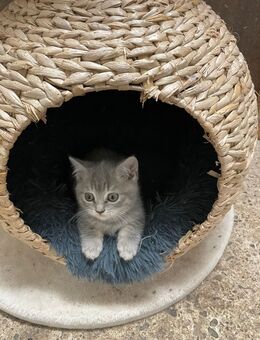 süße BKH Kitten - Rösrath