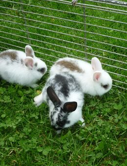 Zwergkaninchen Weibchen und Kastrierte Männchen - Riedlingen Zentrum