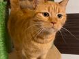 BKH Mix Katze Orang zu verkaufen in 51105