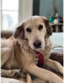 Narisara - Gnadenplatz gesucht! - Oberwies