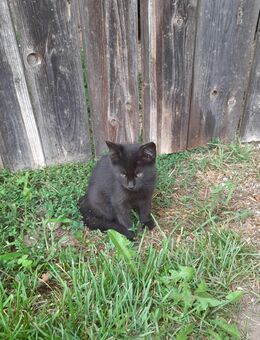 Süße junge Katzen - Stubenberg