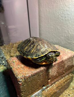 Gelbwangen Schmuckschildkröte - Mölln (Schleswig-Holstein)