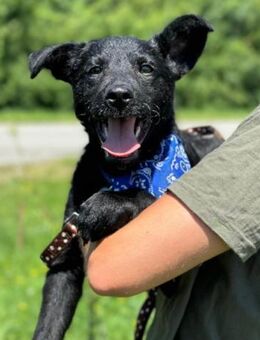 Junger Dado 💗 so lebensfroh entzückend - Hamburg