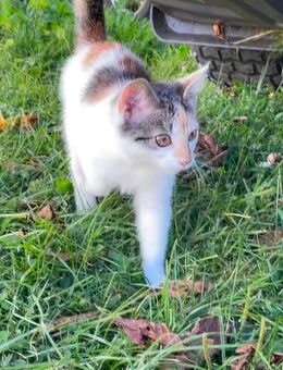 Katzenbabys / Kitten abzugeben - Dassow