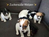 Jack Russel Terrier Welpen - Düren