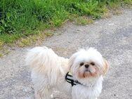 Shih Tzu Mädchen 9 Monate alt - Herrenberg