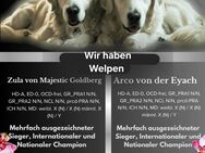 Golden Retriever Welpen mit Ahnentafel - Hauptstuhl