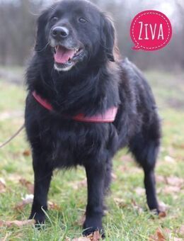 Ziva - perfekt für fitte Senioren - Mannheim