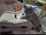 BKH Kitten zu verkaufen - Walsleben