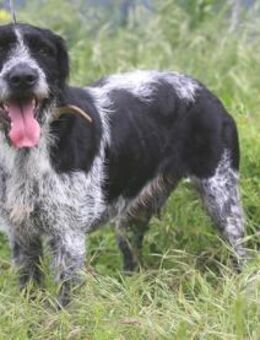 Bo sucht aktive, sportliche Menschen - Untergruppenbach