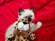 Heilige Birma/ Ragdoll Kitten - Iserlohn