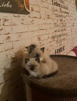 BKH Kitten - Schluchsee