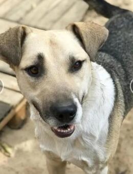 ARCHI- freundlich und liebevoll - Mainhardt