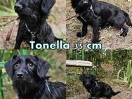 Tonella ist neugierig und freundlich - Schafflund