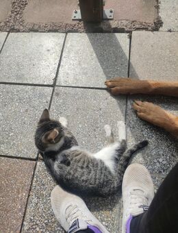 Katze - Gerbstedt