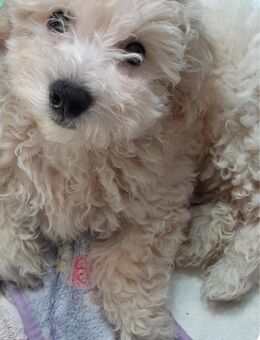Maltipoo - Monheim (Rhein)