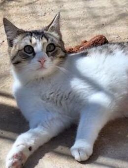 Freundliche, sanfte Katze Praga - Karlsruhe