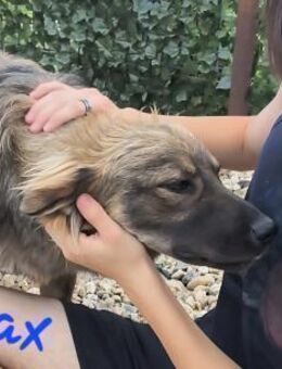 Max sucht ein Zuhause - Egestorf