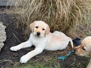 Labrador Rüden - Bollingstedt