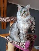 Wunderschöne Poly Maine Coon Kastratin m. Pap. sucht Einzelplatz in 95478