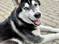 Husky-Rüde (8 Monate) auf Pflegestelle - Bad Windsheim