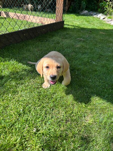 Labrador Welpen - Südbrookmerland