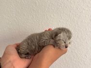 Süße BKH-Mix Katzenbabys - jetzt geboren! - Gaggenau