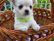 Chihuahua Welpen reinrassig LH - Verl