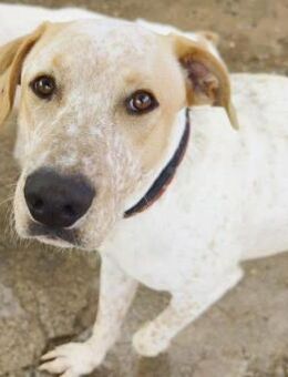 Harry, ein entspannter Freund - Geilenkirchen