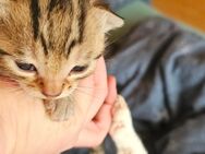 Europäisch Kurzhaar Kitten - Cronenberg