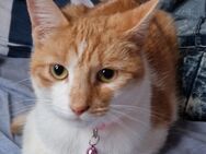 Katze in liebevolle Hände abzugeben - Siegen (Universitätsstadt) Niederschelden