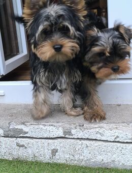 Yorkshire terrier Welpen - Rüde 4 Monate alt 800€ - Löffingen
