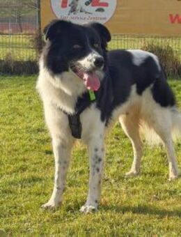 Willow sucht seine Menschen - Fronreute