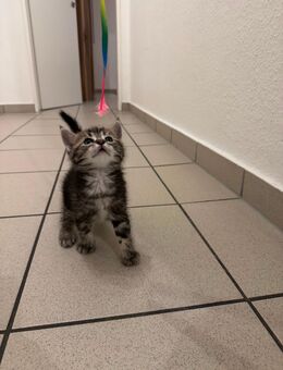 Liebevoller Kater - Köln